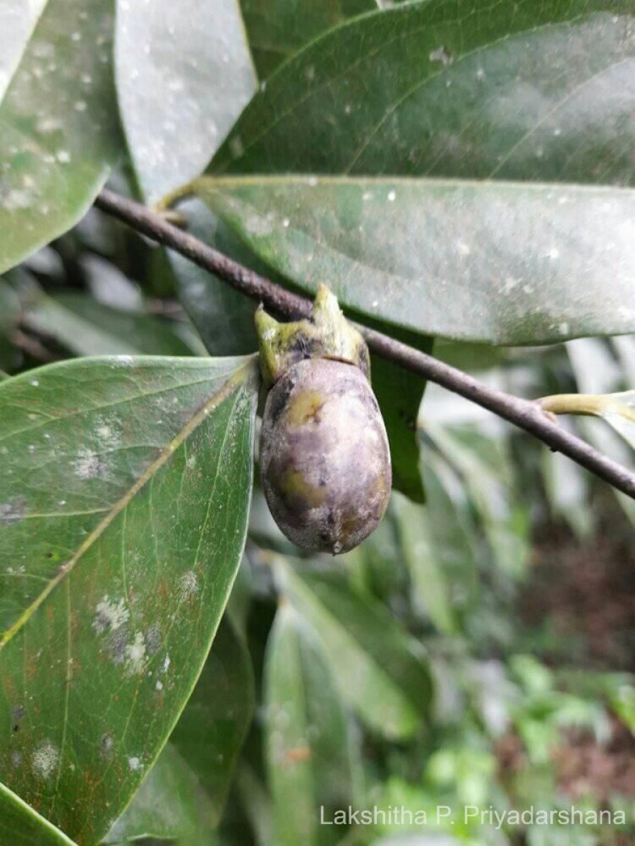 Diospyros koenigii Kosterm.